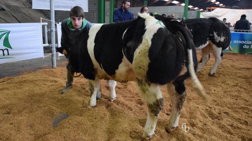Isere de la Coloterie (Shériff X Occupant), 1er prix des génisses de moins de 20 mois, à Jean-Sébastien Servais, Baileux.