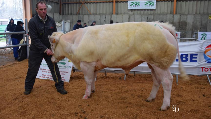 Imminent de Terniaux (Ensemble X Sapin), 1er prix des taureaux de mères contrôlées, à Vandromme et Baudson, Vergnies.