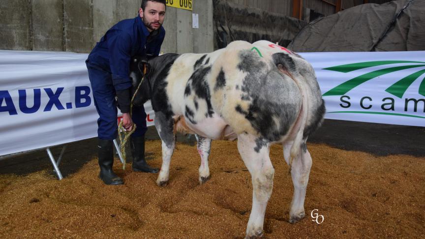 Cynthia C/P du Bois de Virelles (Shériff X Impérial), championne des jeunes génisses, à Cécile Hoedenaken & Steve Charon, Virelles.