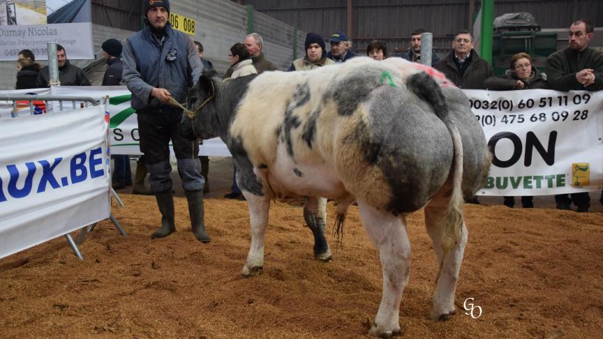 Inca du Buisson Marot (Grommit X Kimono), 1er prix des taureaux de 10 à 18 mois, à Philippe Jennequin, Monceau-Imbrechies.