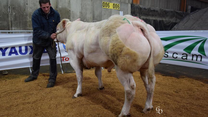 Magicien de l'Escaille (Tilouis X Matériel), champion des jeunes taureaux, à Stéphane Pierrard & Bernadette Toussaint, Boussu-en-Fagne.
