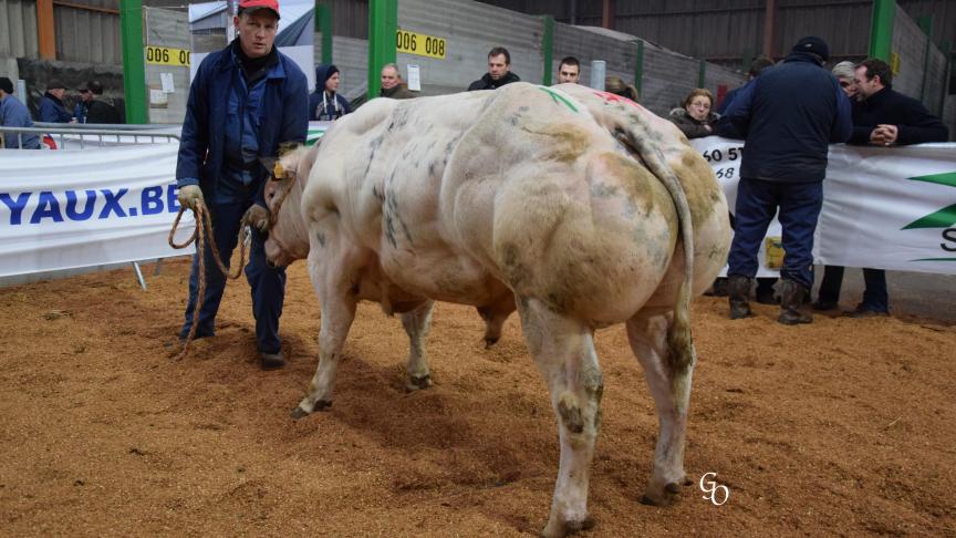 Negociant de Senzeilles (Panache X Phospore), 1er prix des taureaux de 18 mois et +, à Sébastien Dumay, Senzeille.