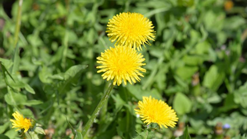 dandelion-1355934_1920