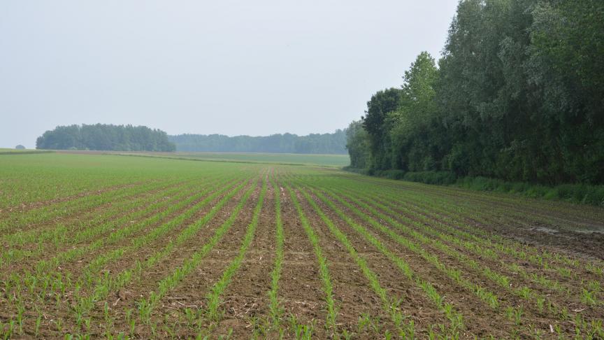 Une parcelle bien désherbée sera d’autant plus apte à exprimer le potentiel de la variété semée. A ne pas sous-estimer!