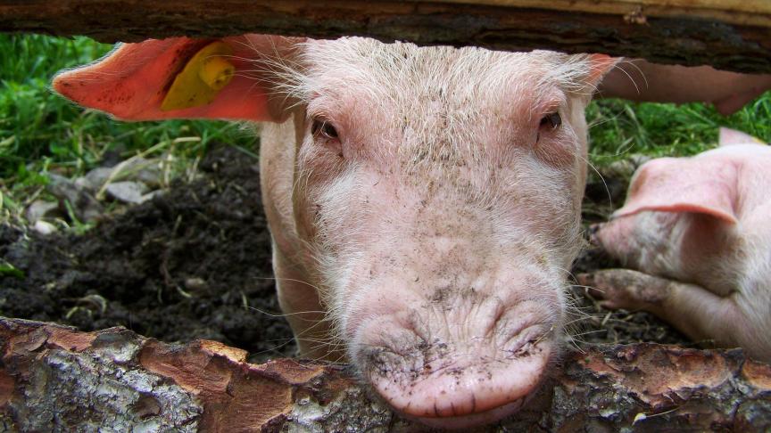 piggy-1607298_1920