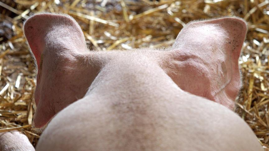 pig-1639583_1920