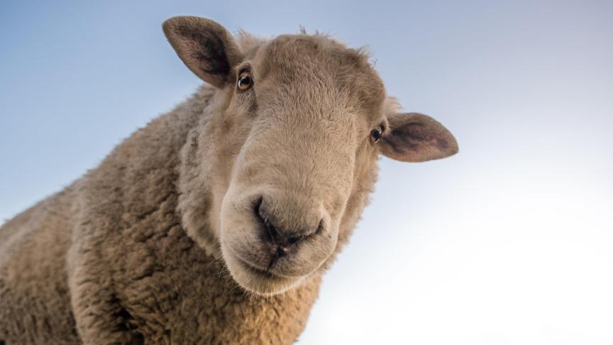 sheep-1822137_1920