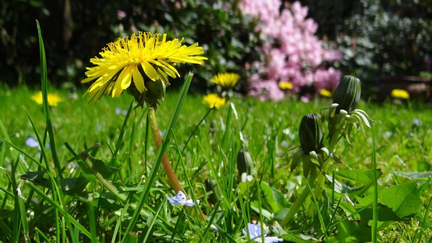 meadow-43467_1920