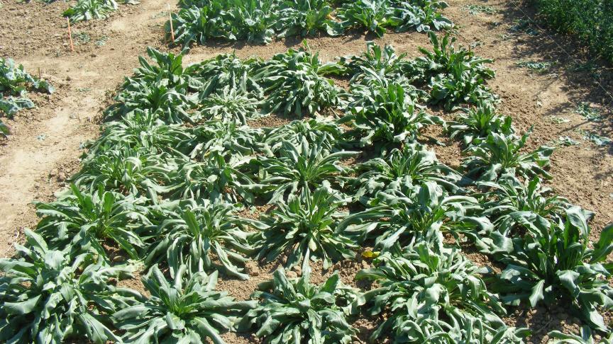 La plantation permet d'obtenir les populations souhaitées pour autant que la reprise soit bien assurée.
