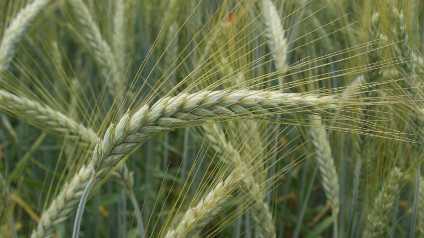Les eurodéputés pointent la  nécessité de mieux armer les agriculteurs pour appréhender les besoins du marché.