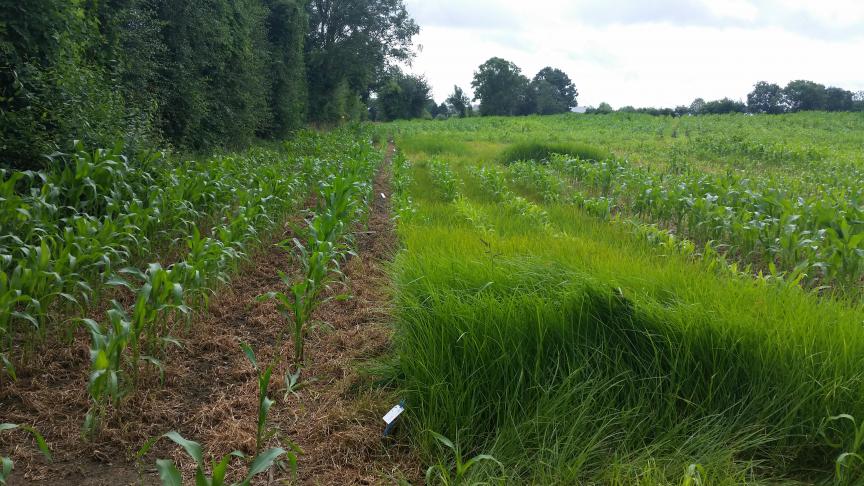 Le souchet comestible est très envahissant. Le Cipf en appelle à la prise de conscience de chacun et rcommande impérativement la lutte dans l’intérêt de tous
!