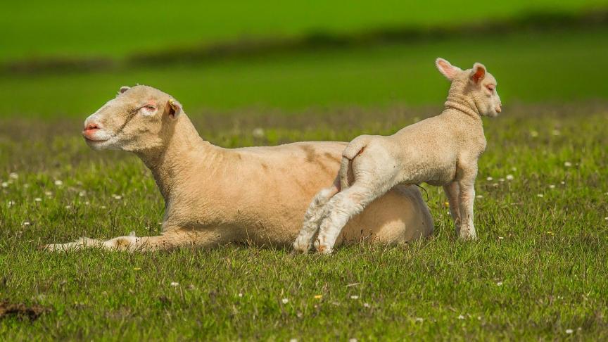 sheep-809470_1920