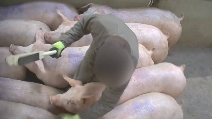 Demandez aux gens de citer des noms d’animaux, et ils diront « chien » et « chat » plutôt que « vache » et « cochon.