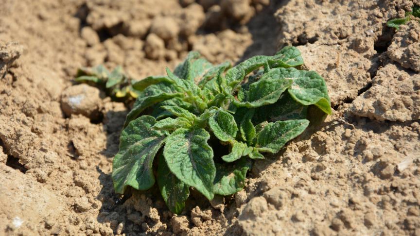 «
La pomme de terre en agriculture de conservation
: l’équation impossible
?
», tel était le thème de la conférence de Greenotec.