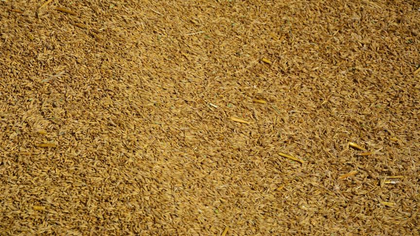 La prochaine récolte de blé 
atteindrait 735 millions de tonnes contre 754 l’année dernière.