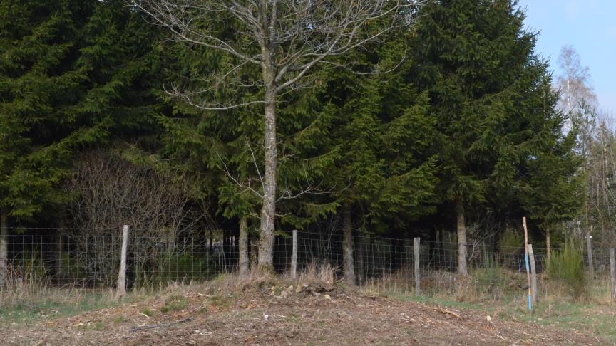 Vestige d’un tertre d’orpaillage.