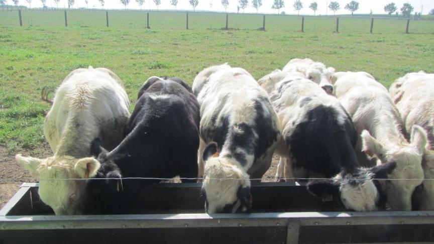 L’approvisionnement en eau, en minéraux, la lutte contre les mouches, les parasites... Tels sont les 4 critères à prendre en compte pour assurer une bonne saison en prairie.