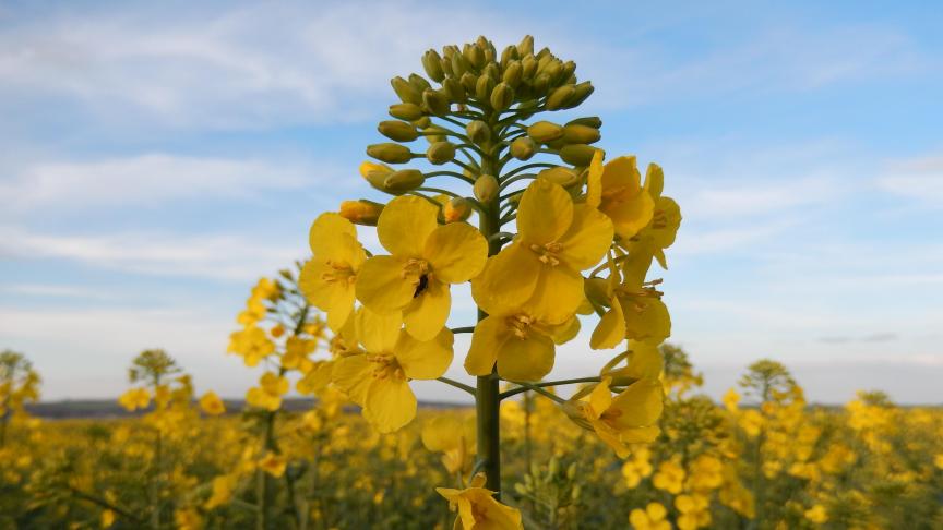 Méligèthe dans une fleur de colza, à la recherche de pollen.