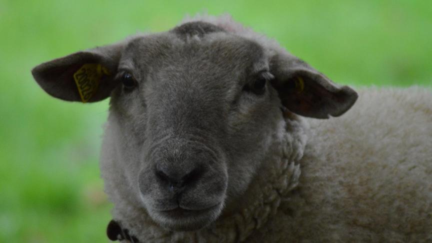 sheep-1105965_1920