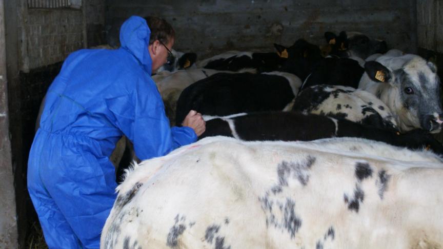 L’Afsca conseille de réaliser la vaccination au moment où tous les animaux sont à l’étable, afin qu’elle se déroule dans des circonstances plus favorables.