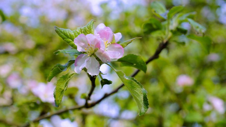 apple-tree-1406776_1920
