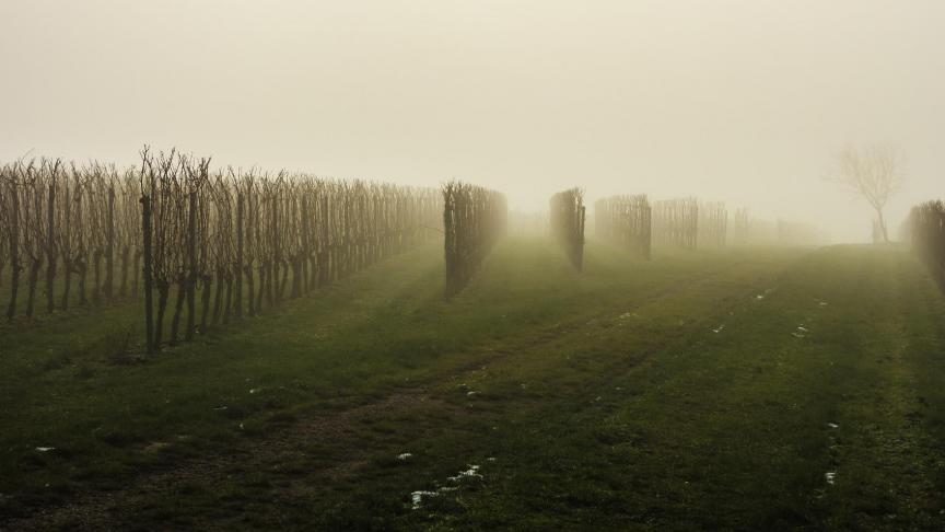 vineyard-639798_1920