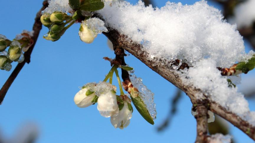 plum-tree-1353818_1920