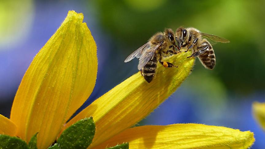 bee-1575236_1920