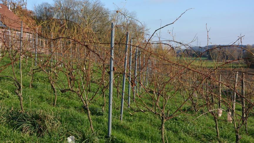 Dans certains propriétés, le gel a touché 100
% des vignes.