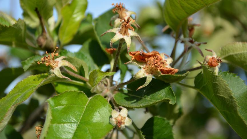 Dans les vergers, nombreux sont les pommiers à avoir subi le froid de ces dernières semaines. En témoigne la couleur brune des pistils et étamines, morts suite aux gelées nocturnes.
