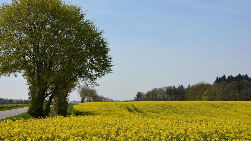 Tant que la floraison n’est pas achevée, le colza peut élaborer  des compensations pour limiter les pertes de siliques dues au gel.