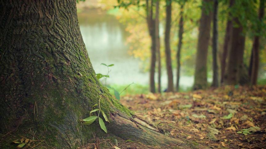tree-trunk-569275_1920