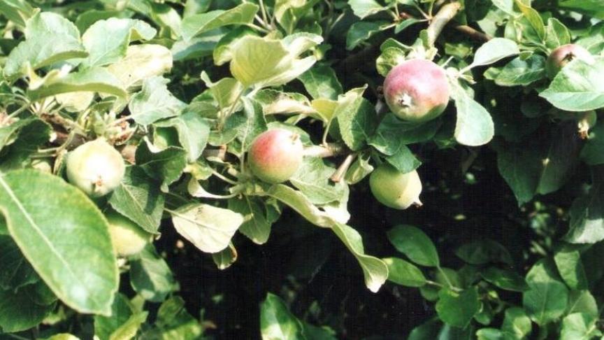 Dans tous les cas d’éclaircissage, on veille à ce que chaque fruit conservé «
trouve sa place
» en supprimant les fruits voisins, et de préférence les plus petits. Ainsi, un éclaircissage bien réalisé améliore le calibre l’année-même tout en favorisant l’initiation florale pour l’année suivante.