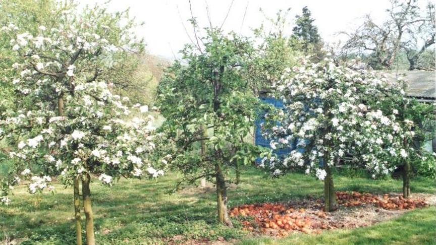 On peut aussi observer des arbres qui, individuellement, alternent en déphasage avec d’autres arbres.