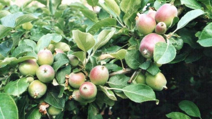 Comme une surcharge en fruits est la cause endogène majeure de  l’alternance, c’est à ce niveau qu’il convient d’intervenir en premier lieu  en réalisant un éclaircissage.