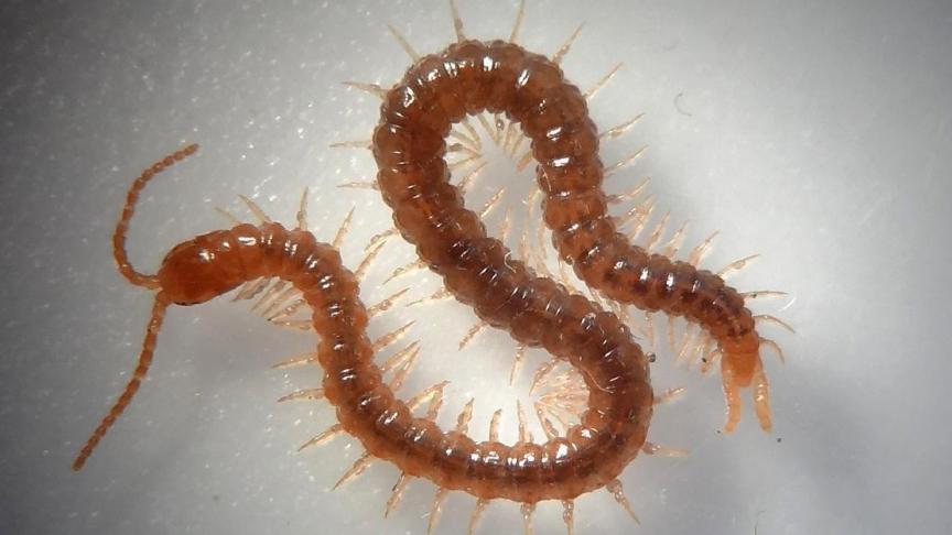 Le mille-pattes Geophilus easoni : nouvelle espèce pour la Belgique. (Photo: Steve Gregory)