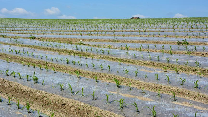 Sans compter les frais d’installation, le film plastique à un coût de l’ordre de 300
€/ha.