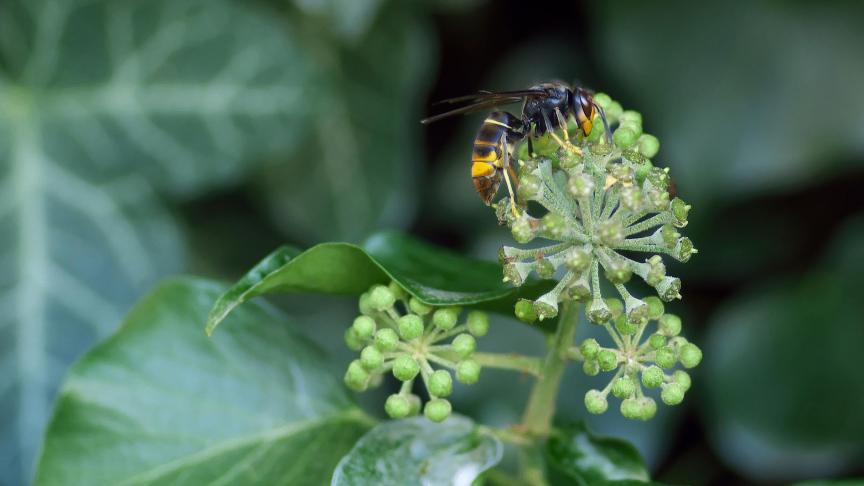 asian-hornet-1822314_1920