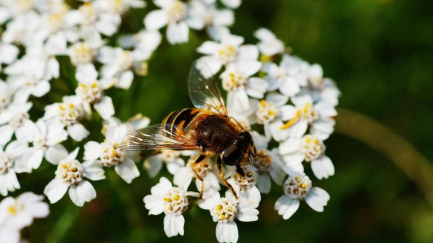 bee-1846045_1920