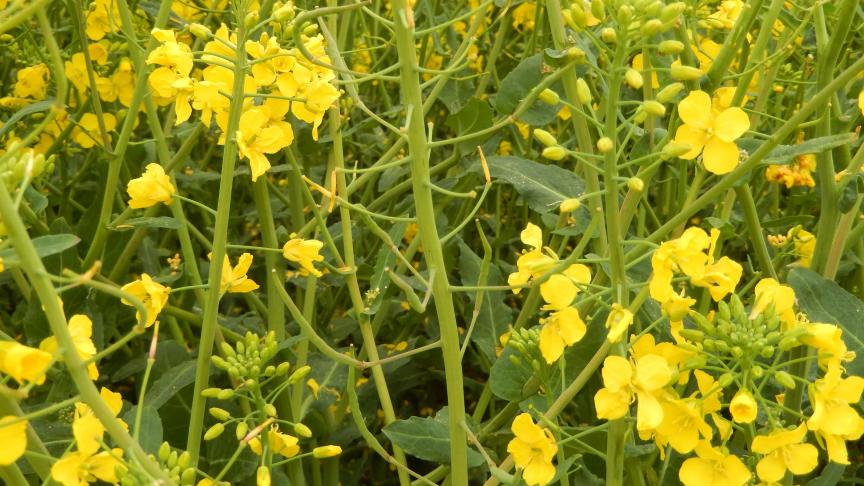 La floraison 2017 ayant démarré début avril, elle aura été longue  et caractérisée par des températures souvent faibles et  par très peu de précipitations.