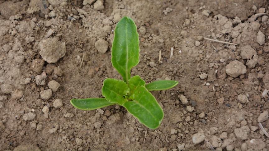 À partir du stade 4 feuilles, des herbicides racinaires peuvent être ajoutés pour construire et garantir un effet de rémanence.