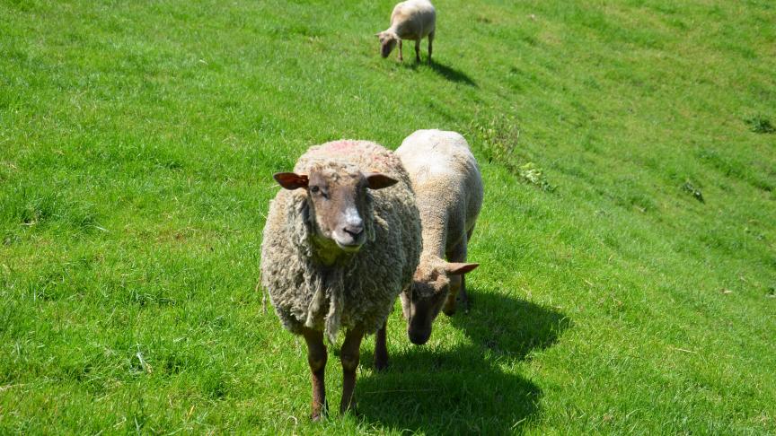 Donner congé pour exploitation personnelle en tant que loisir n’est pas possible sous le régime de la Loi sur le bail à ferme.
