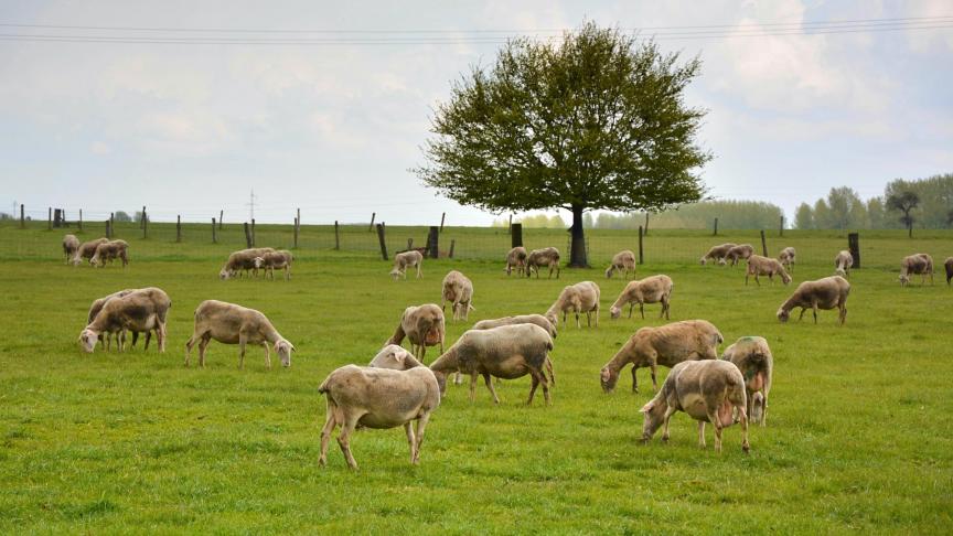 Avec ses prairies temporaires et permanentes, auxquelles s’ajoutent les cultures énergétiques, la famille Artoisenet vise un maximum d’autonomie alimentaire.