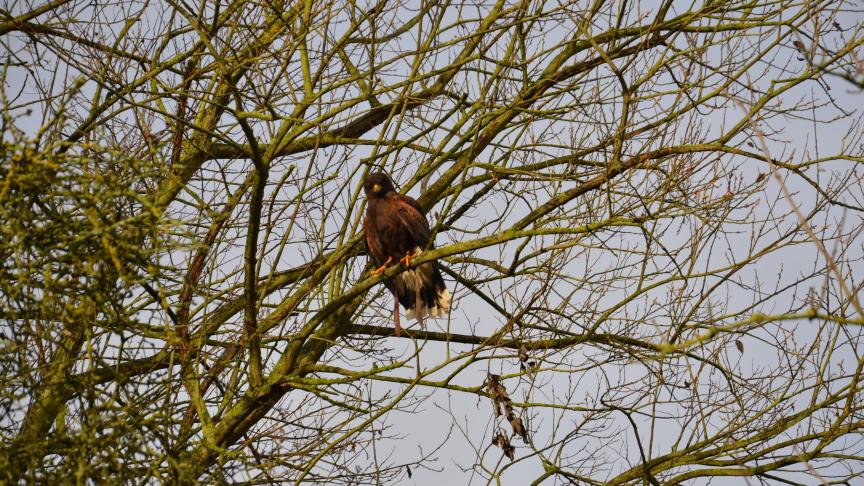 De sa position dominante, branchée dans un arbre, la buse voit à travers la ronce et détecte le moindre mouvement de lapin.