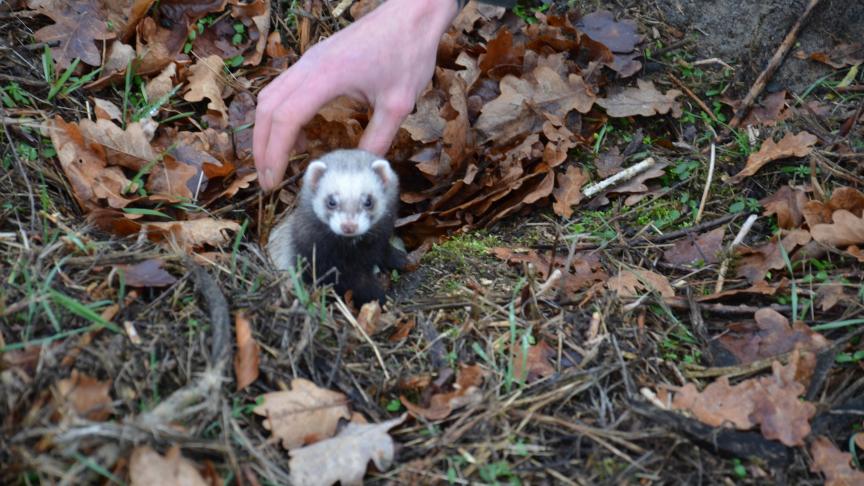 Le furet peut être utilisé pour faire sortir les lapins des garennes. En gestion de nuisibles, il présente également l’intérêt de polluer le terrier en y laissant une odeur vive, le lapin n’a alors plus très envie d’y retourner.