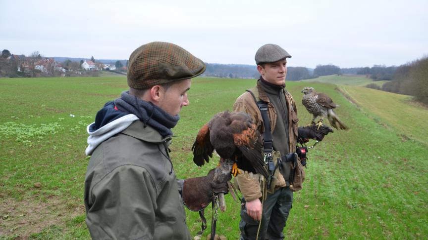 L’autour est très territorial et ne coopère pas au contraire de la buse qui peut être très efficace lorsqu’elle fonctionne en meute. Les fauconniers ne laissent donc pas les oiseaux voler au même moment.