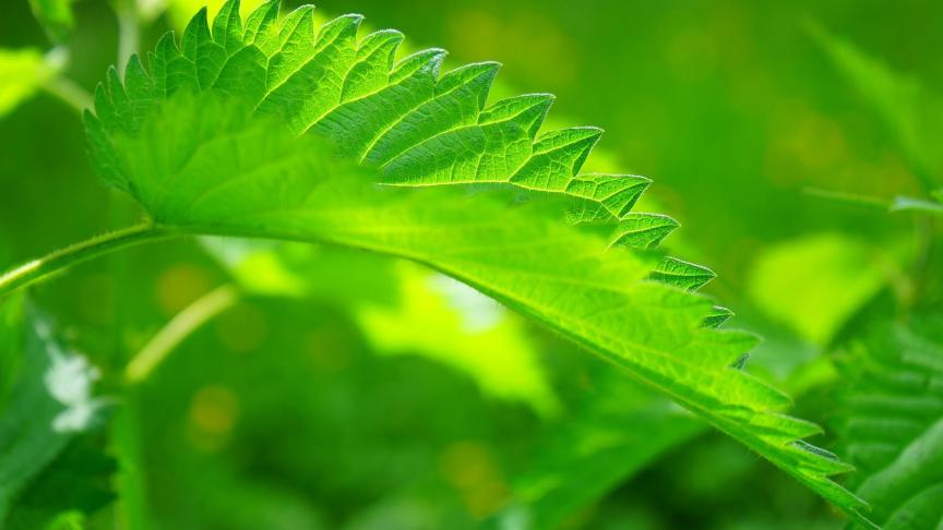 stinging-nettle-474351_1920