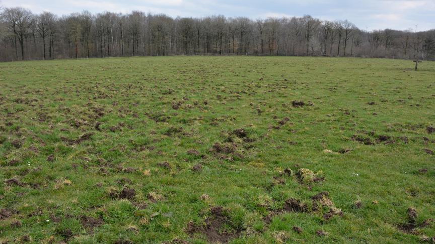 Dégâts de sanglier en prairie