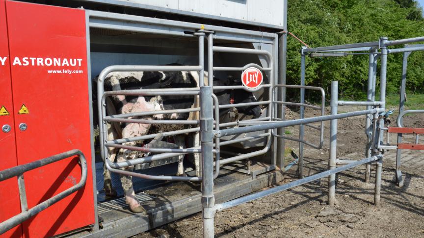 A Liège, c’est un robot mobile qui fait la jonction entre les pâtures de jour et de nuit.