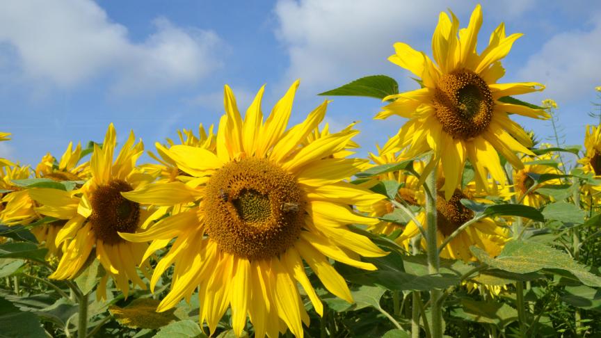Le génome du tournesol laisse présager un  potentiel variétal  intéressant.